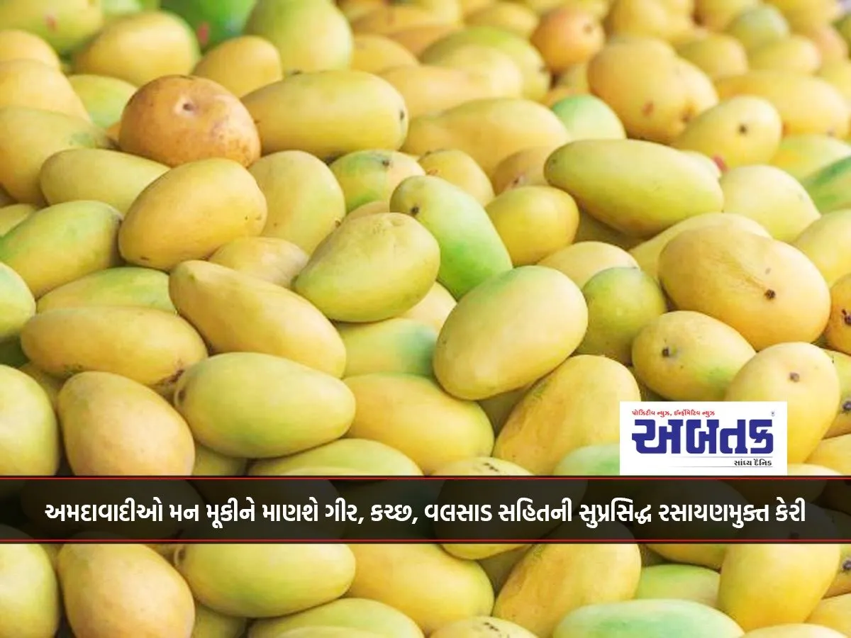 Ahmedabad Residents Will Enjoy The Famous Chemical-Free Mangoes From Gir, Kutch, Valsad And Others.