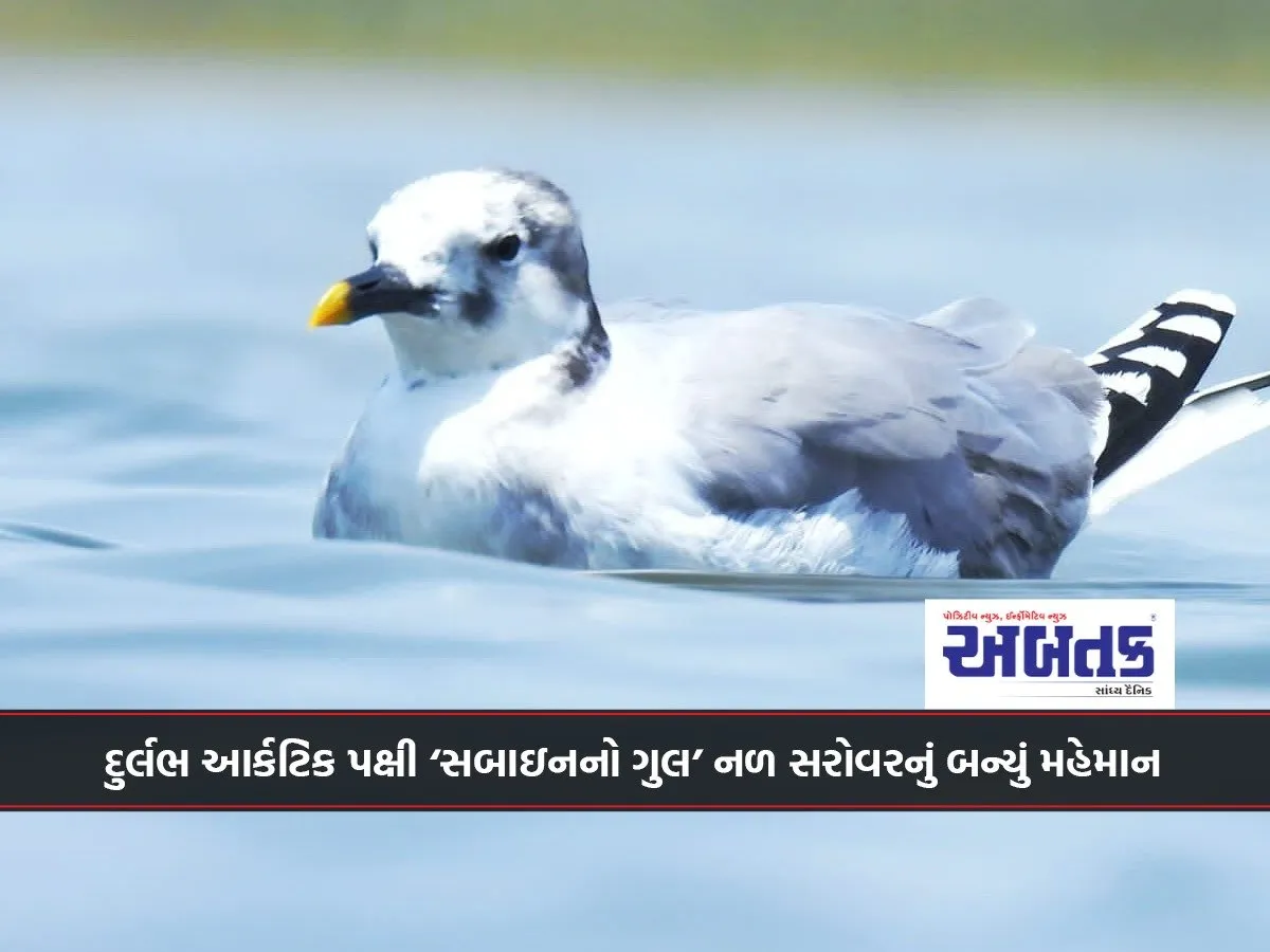 Rare Arctic Bird 'Sabine'S Gull' Becomes A Guest Of Nal Sarovar