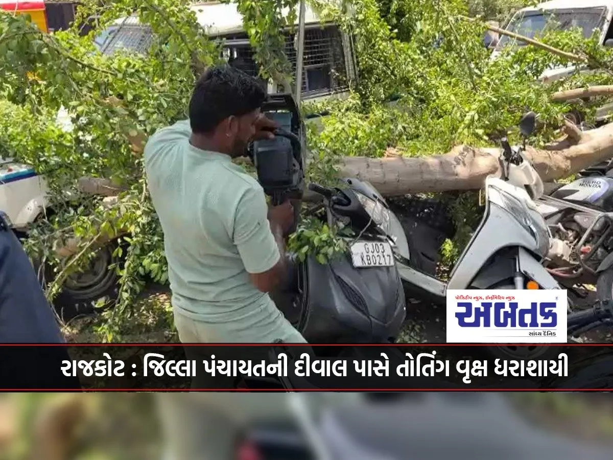 Rajkot: A Tree Fell Near The Wall Of The District Panchayat.
