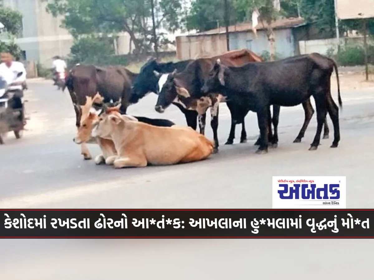 Stray Cattle Terror In Keshod Elderly Man Dies In Bull Attack