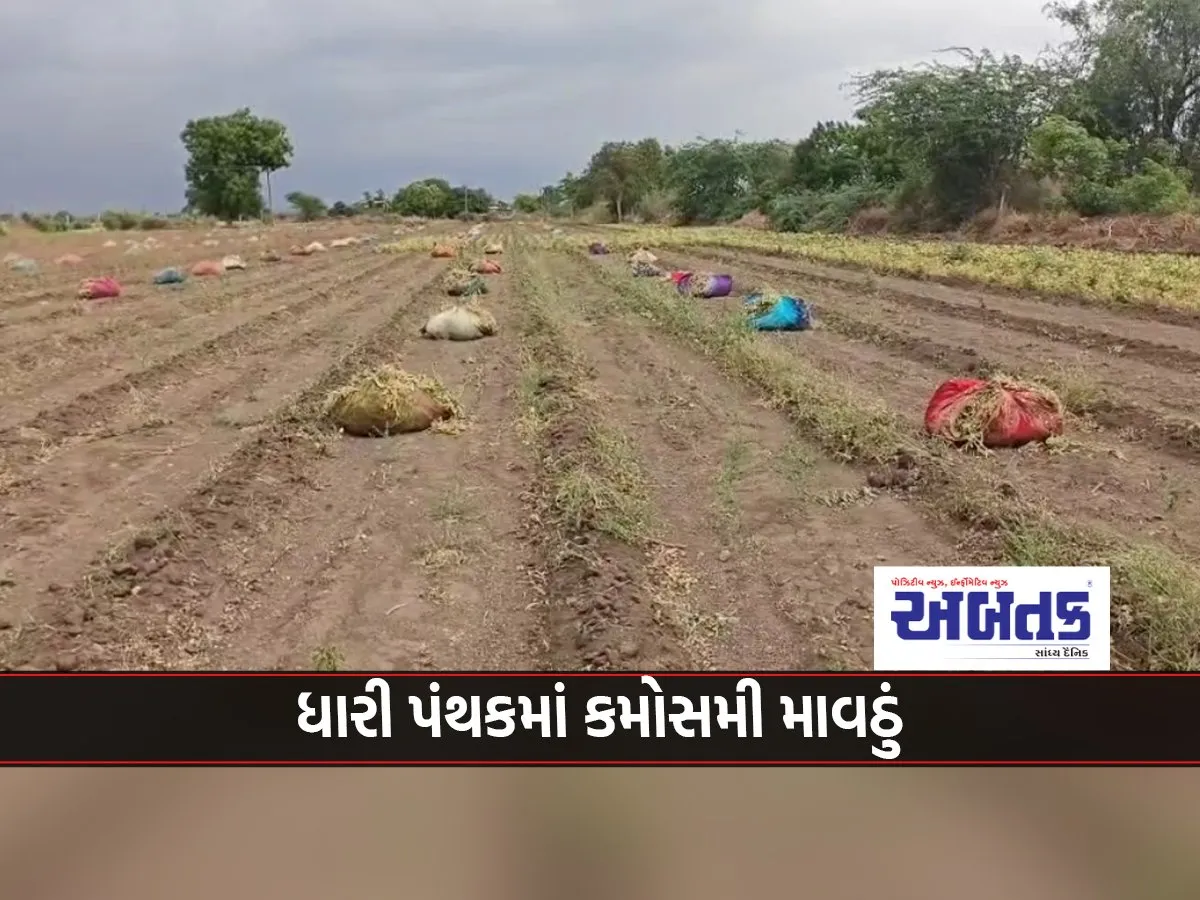 Unseasonal Monsoon In Dhari Panthak Extensive Damage To Farmers' Summer Crops And Mangoes, Appeal For Government Assistance