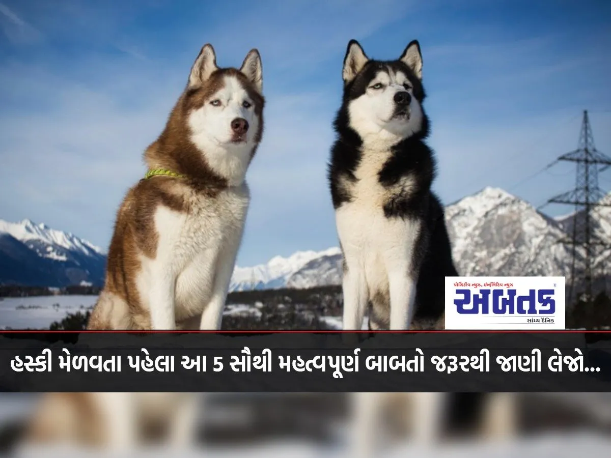 Before Getting A Husky, You Must Know These 5 Most Important Things...