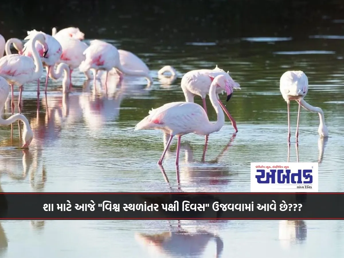 Why Is &Quot;World Migratory Bird Day&Quot; Celebrated Today???