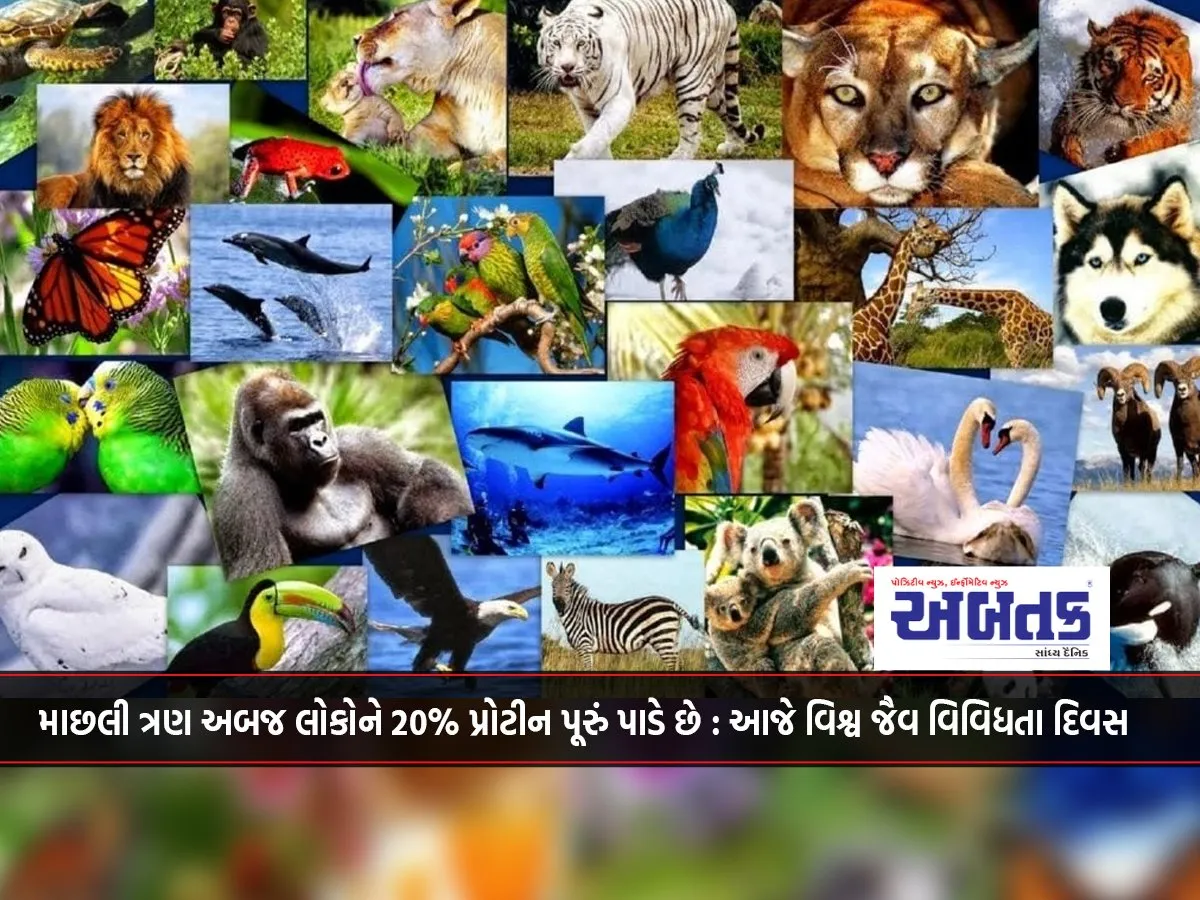 Fish Provides 20% Of Protein For Three Billion People: Today Is World Biodiversity Day