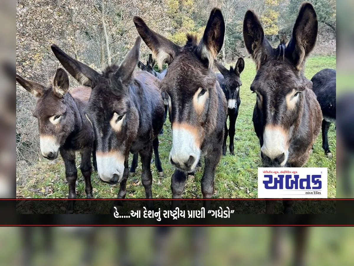 Hey.....the National Animal Of This Country Is The &Quot;Donkey&Quot;