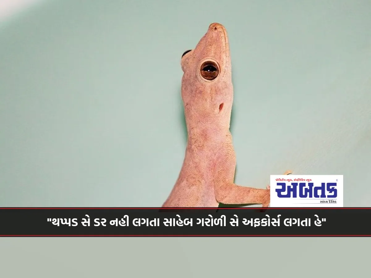Have You Ever Thought How Dangerous A Lizard Roaming Around The House Is!!
