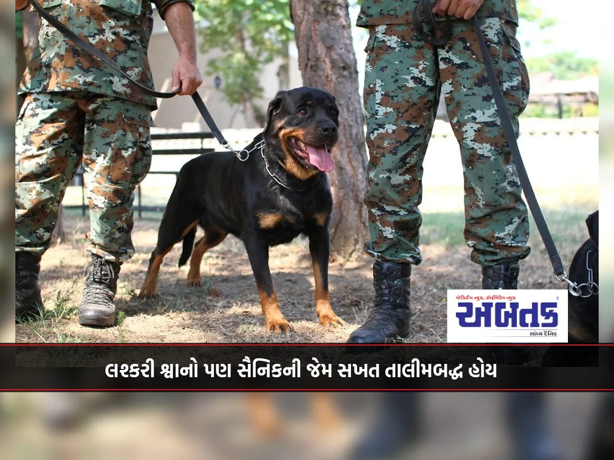 Military Dogs Are Also Trained As Strictly As Soldiers.