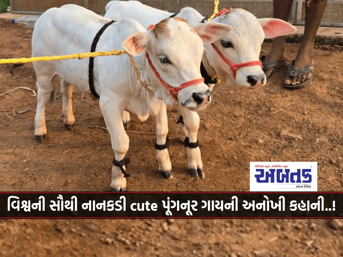 Two And A Half Feet Long Cow That Gives ‘Golden Milk’..!
