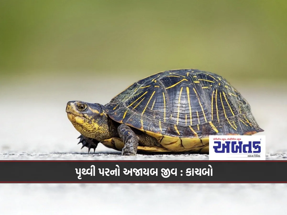 The Strangest Creature On Earth: The Turtle