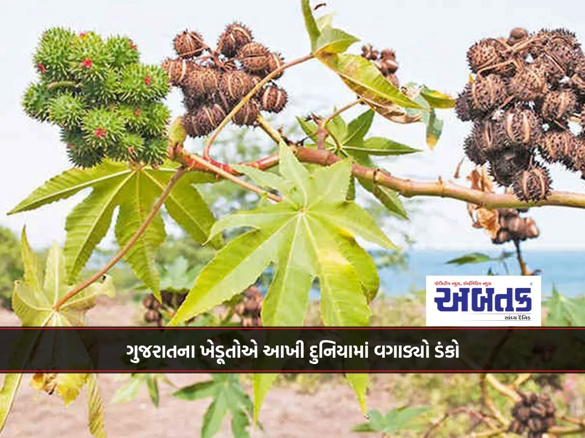 Gujarat Ranks First In The World In Castor Oil Cultivation, Production And Productivity.