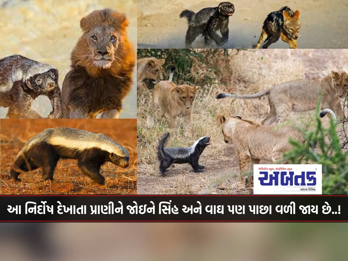 Well, If The Wildebeest Is The King Of The Jungle, Then This Animal Is The Gangster Of The Jungle..!!!
