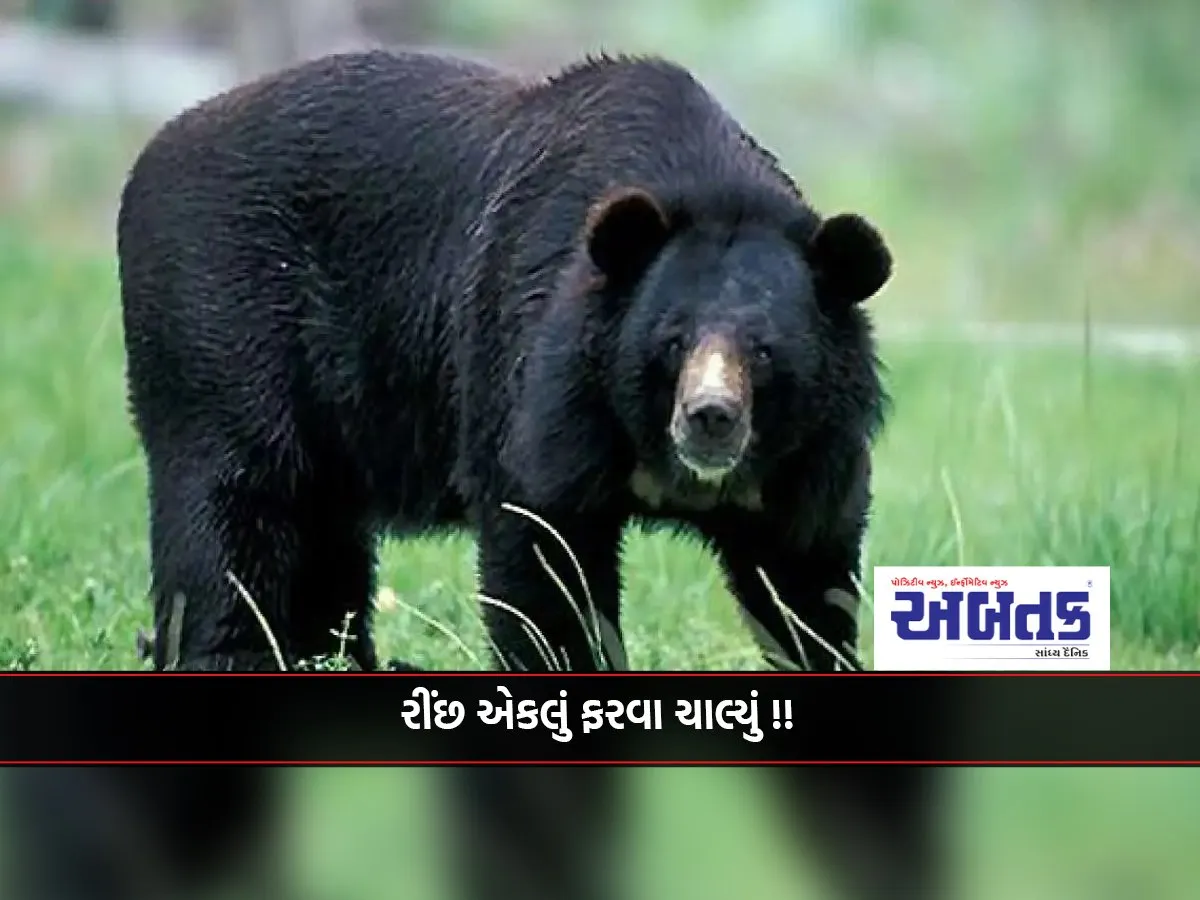 A Bear Escaped From Sakkarbagh In Junagadh, And What Happened Next...