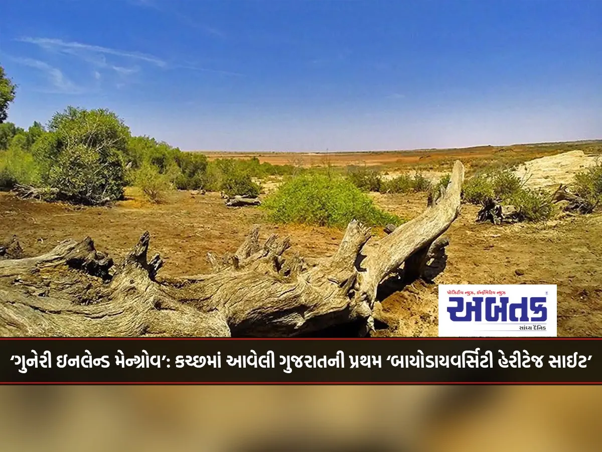 ‘Guneri Inland Mangrove’ Gujarat’s First ‘Biodiversity Heritage Site’ Located In Kutch