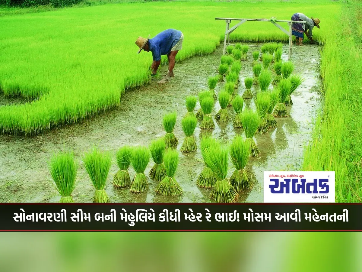 Kharif Crop Sowing Completed In 97,718 Hectares In Bhavnagar District By June 19