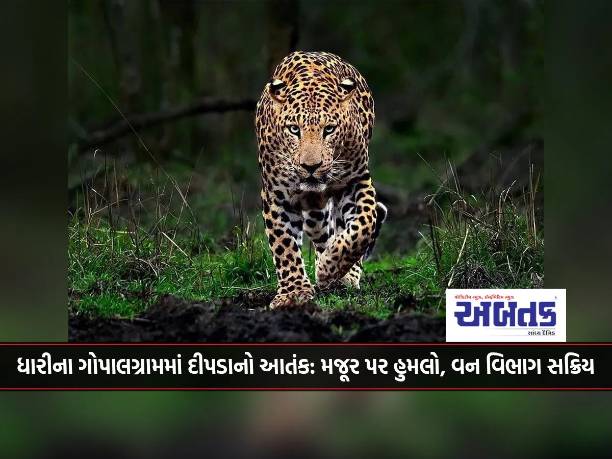 Leopard Terror In Dhari'S Gopalgram: Attack On Laborer, Forest Department Active
