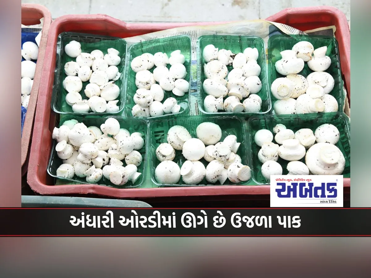 A Daughter From Uttarakhand Cultivates Mushrooms In Gujarat