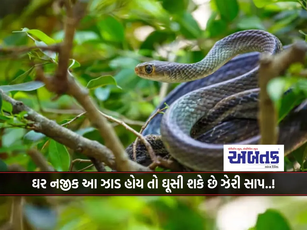 If There Are These 8 Trees Near The House, Poisonous Snakes Can Enter..!
