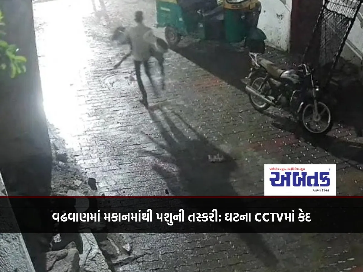 Cattle Smuggling From A House In Wadhwan: Incident Captured On Cctv
