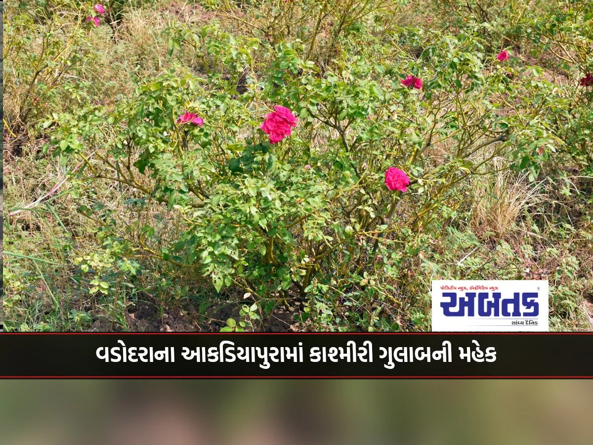 Smell Of Kashmiri Roses In Vadodara'S Akadiapura