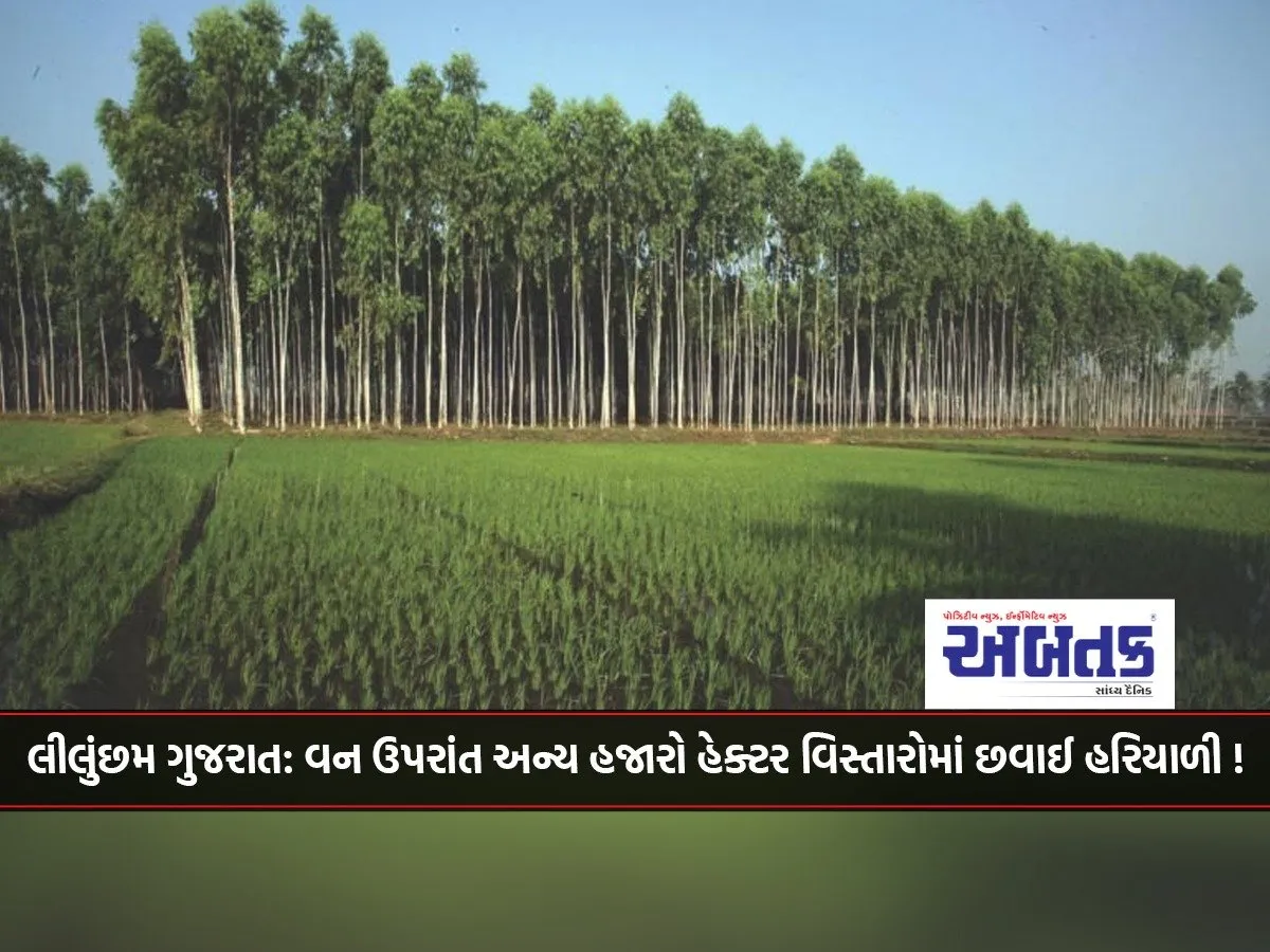 Green Gujarat: Apart From Forests, Thousands Of Hectares Of Greenery Are Covered By Tree Planting