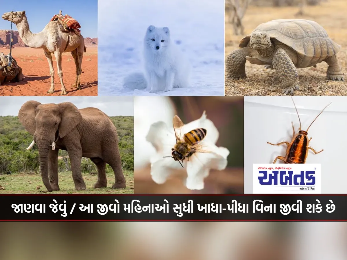 Worth Knowing / These Creatures Can Live Without Food Or Drink For Months