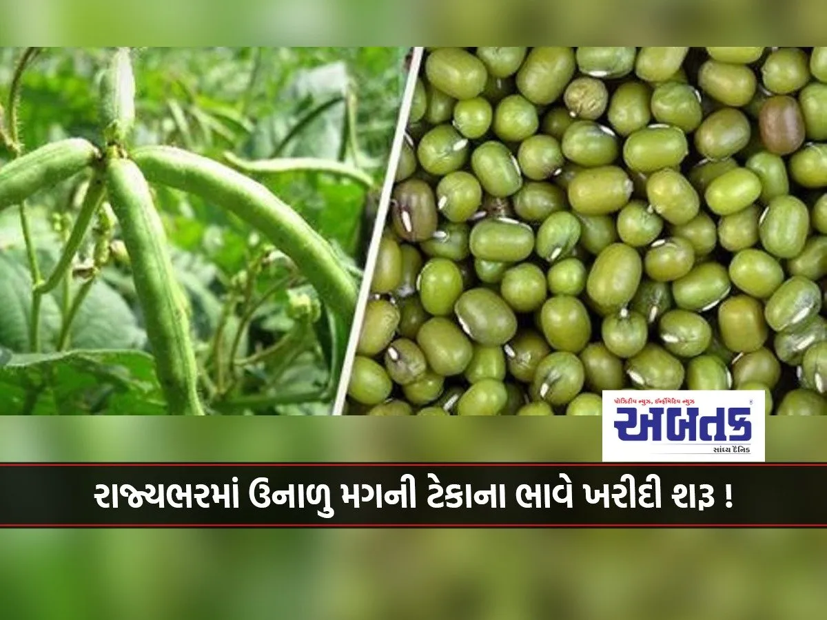Purchase Of Summer Moong At Support Price Begins Across The State