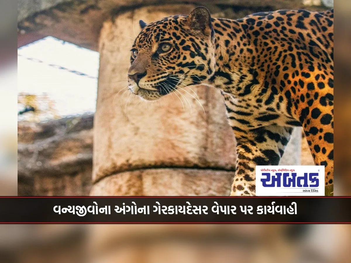 Valsad: Action Taken Against Illegal Trade In Wildlife Organs, 3 Arrested