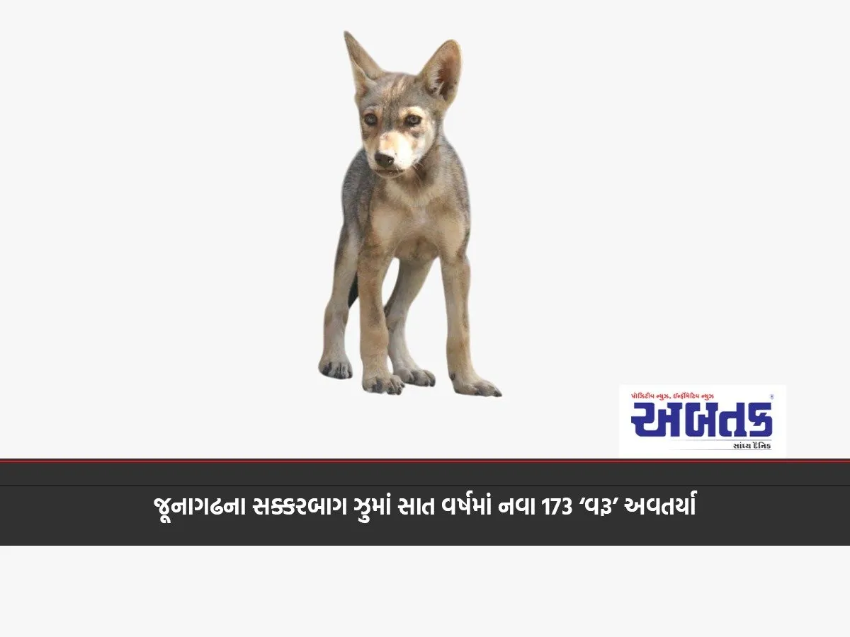 173 New 'Wolves' Born In Junagadh'S Sakkarbagh Zoo In Seven Years