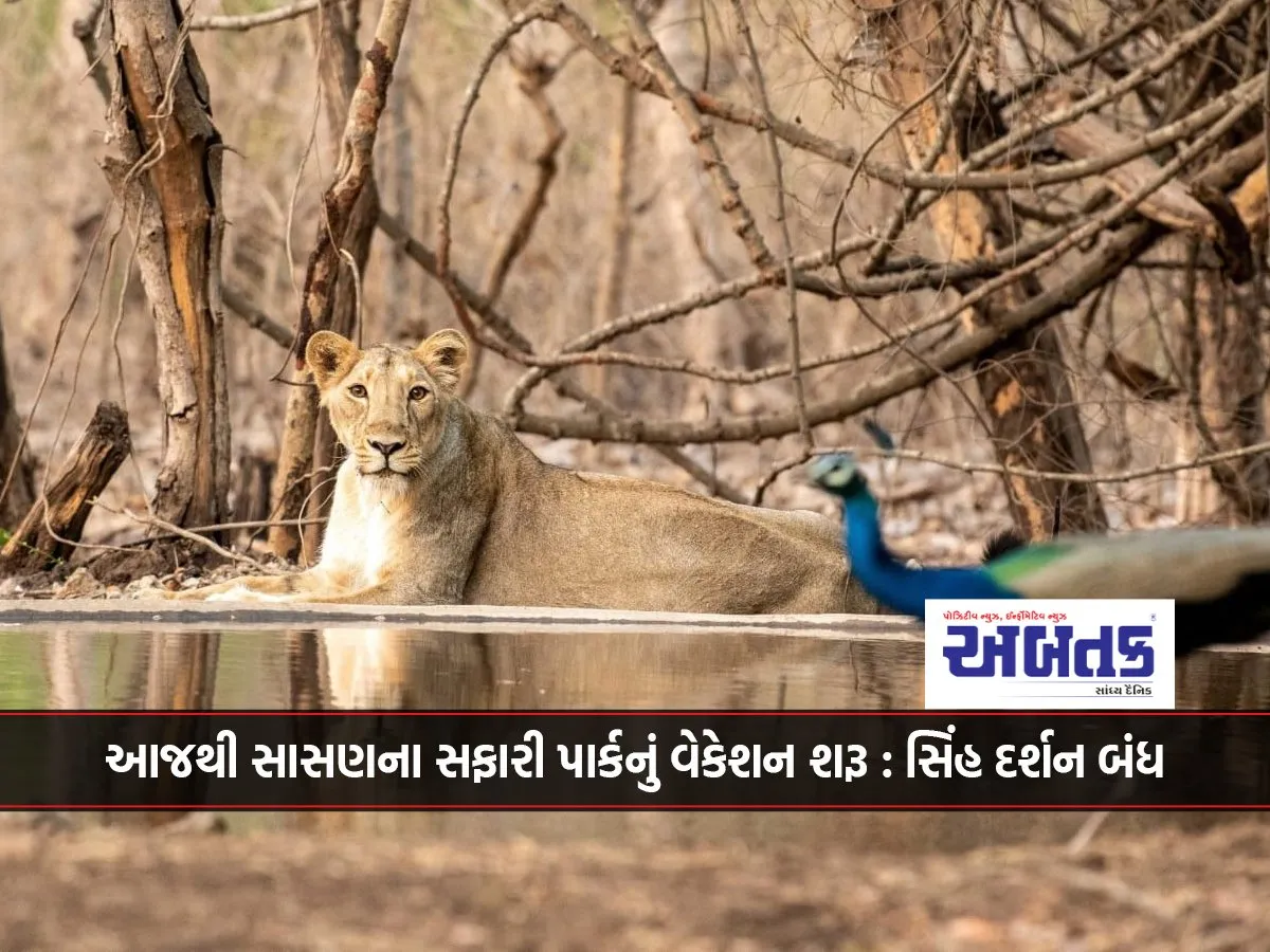 Sasan'S Safari Park Vacation Starts Today: Lion Viewing Closed