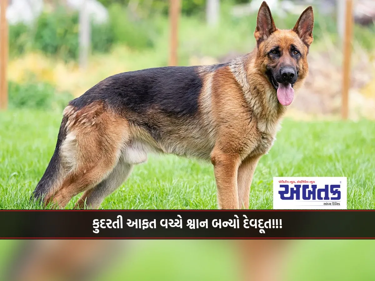 Dog Becomes Angel Amidst Natural Calamity!!!