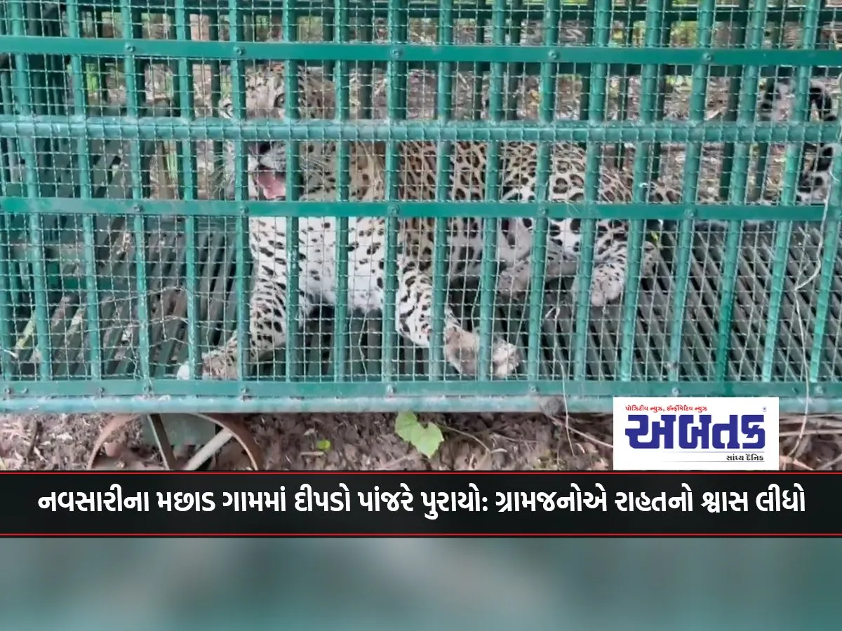 Leopard Caged In Machhad Village Of Navsari: Villagers Breathe A Sigh Of Relief