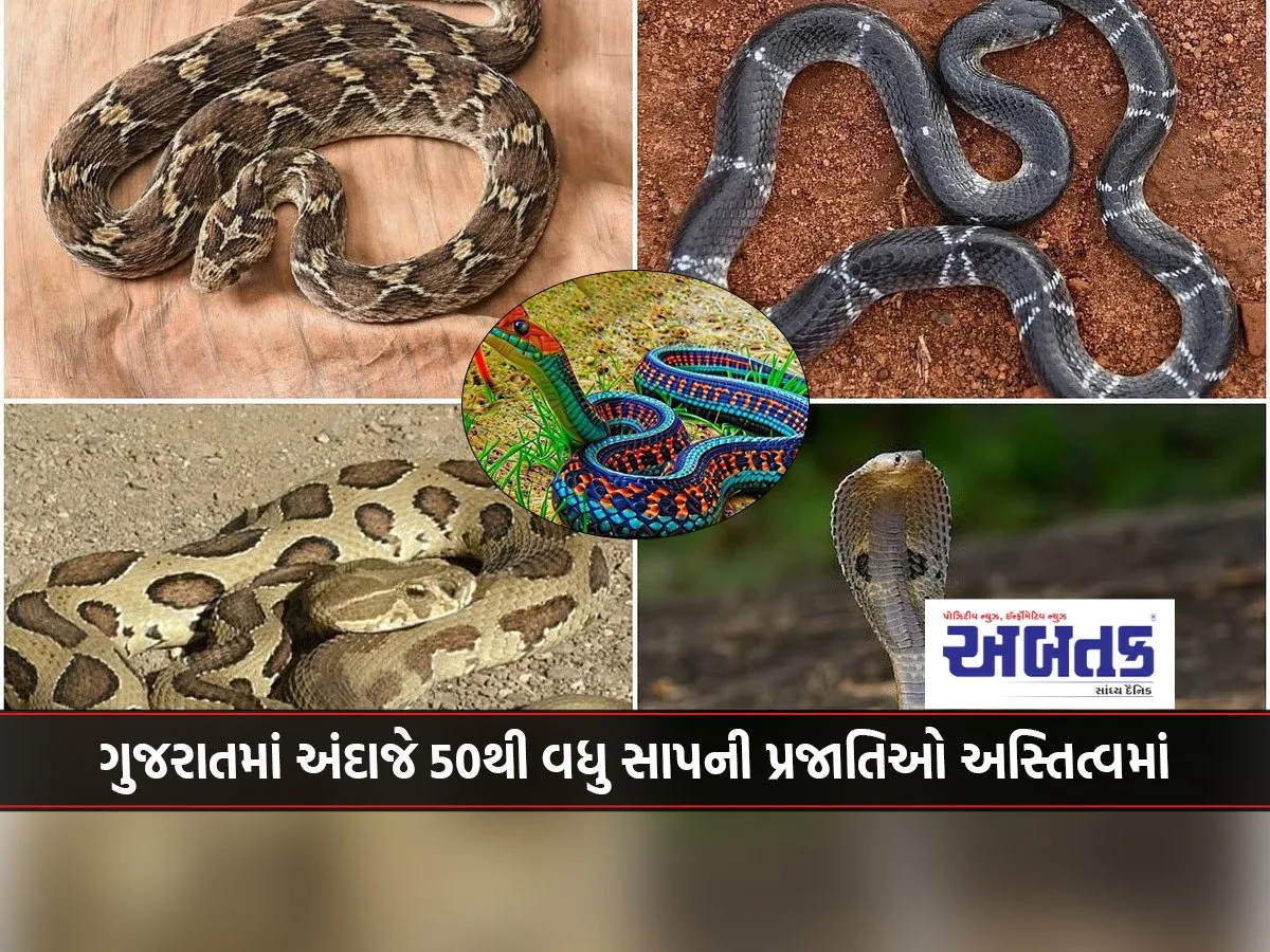 Approximately More Than 50 Species Of Snakes Exist In Gujarat