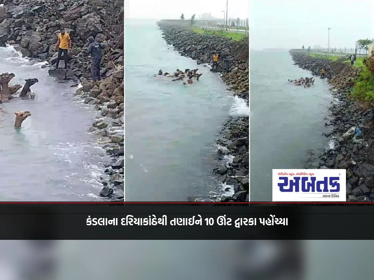 10 Camels Reach Dwarka After Being Pulled From Kandla Beach