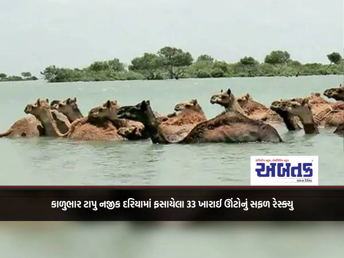 Successful Rescue Of 33 Kharai Camels Stranded In The Sea Near Kalubhar Island