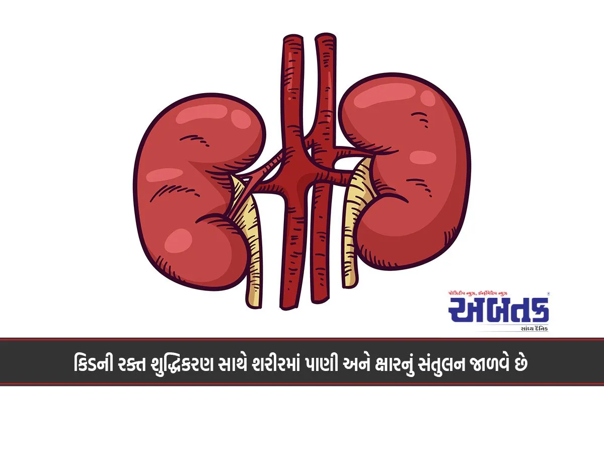 The Kidneys Maintain The Balance Of Water And Salts In The Body Along With Purifying The Blood.