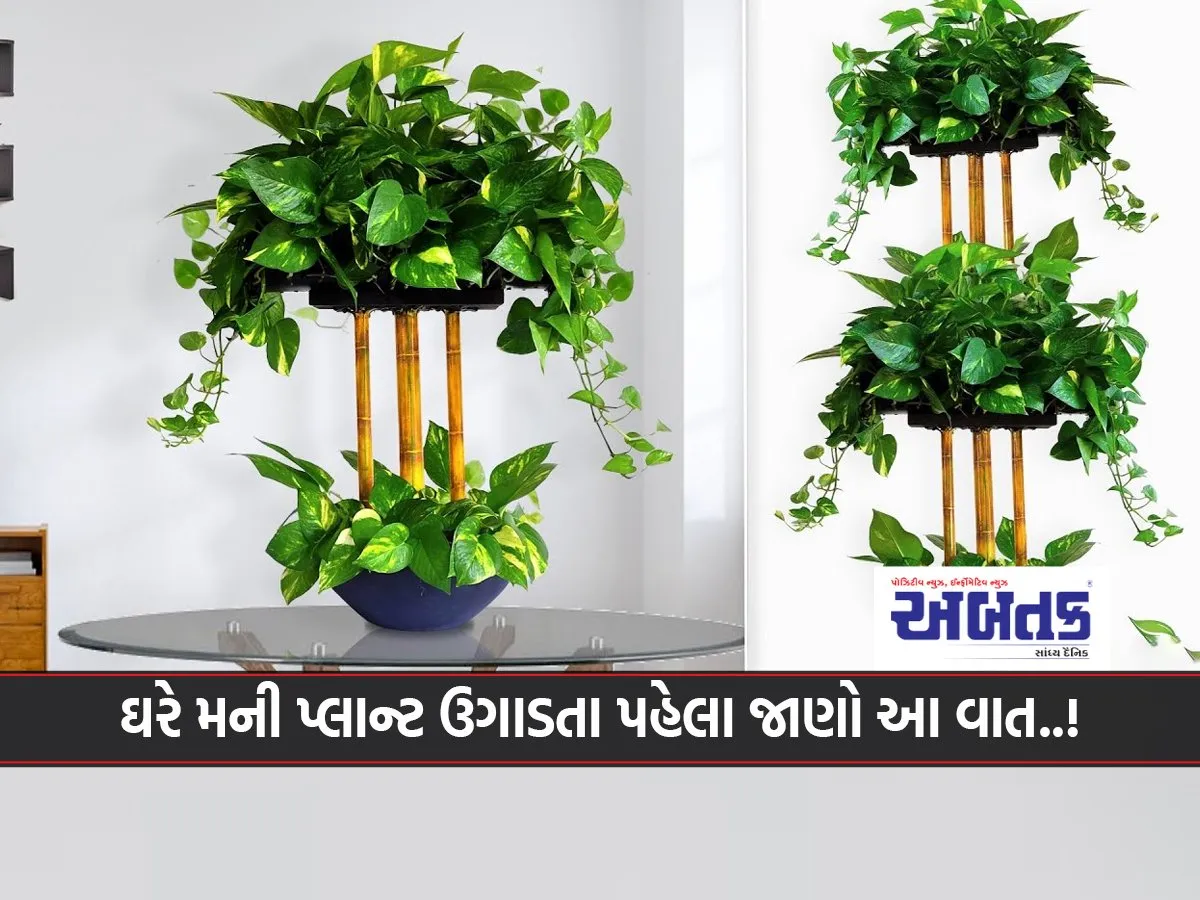 Know This Before Growing Money Plant At Home..!