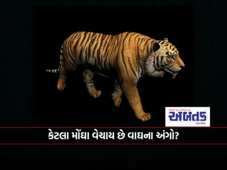 Why Is There A Black Market For Tiger Parts?