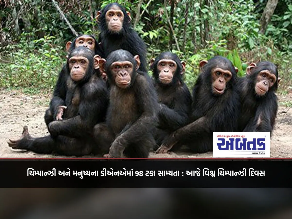 98 Percent Similarity In Dna Between Chimpanzees And Humans: Today Is World Chimpanzee Day